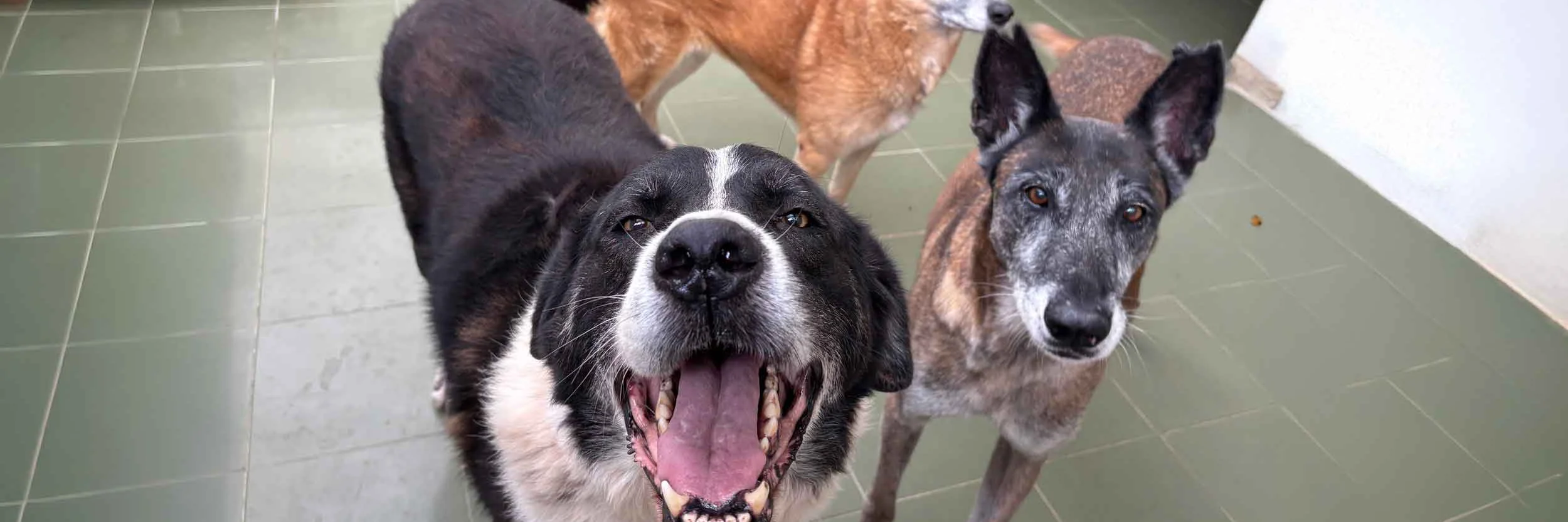 Perritos Felices